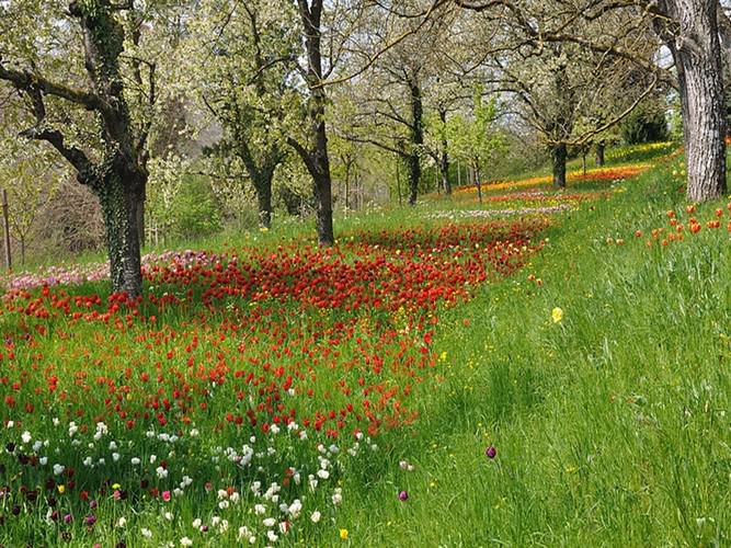 Mainau the garden island