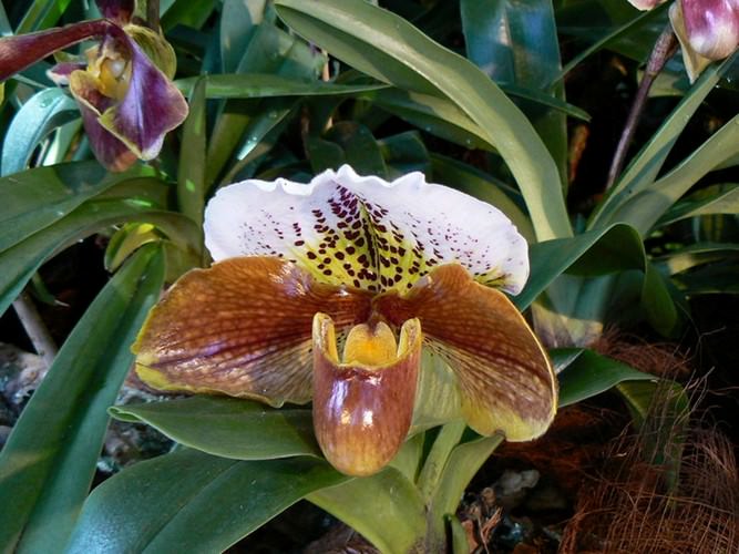 Mainau the garden island