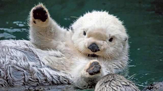 Cute & Surprising Animal Facts
