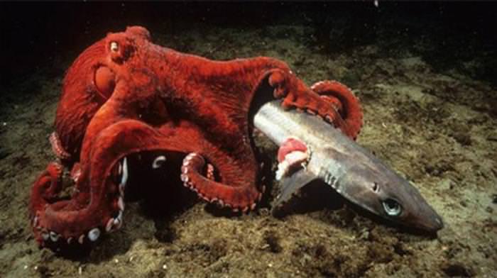 18 Giant Creatures that Lurk Underwater