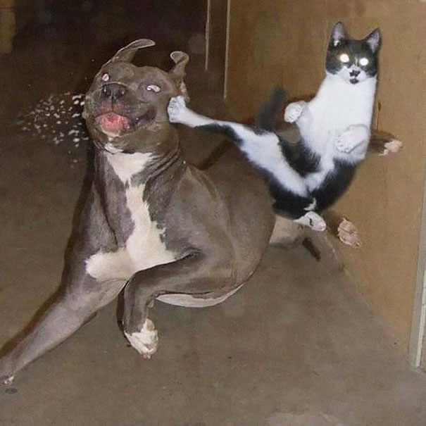ninja cats photos