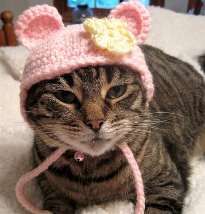 Cats wearing adorable hats | Cute overload - BabaMail