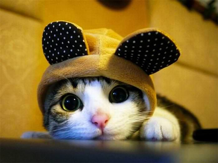 22 Cats Wearing Hats