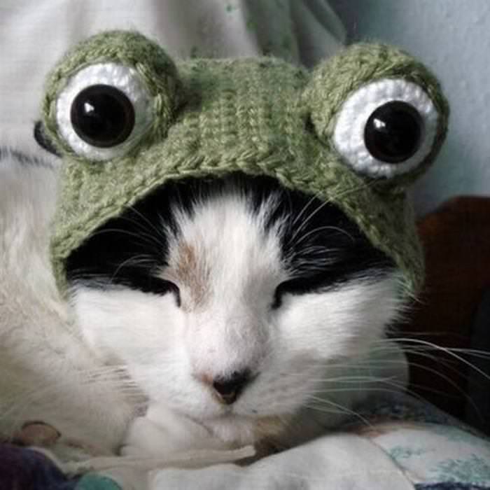 22 Cats Wearing Hats