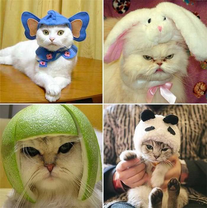 22 Cats Wearing Hats