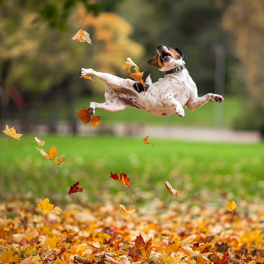 31 Animals That Simply Love The Autumn | Cute Overload - Babamail