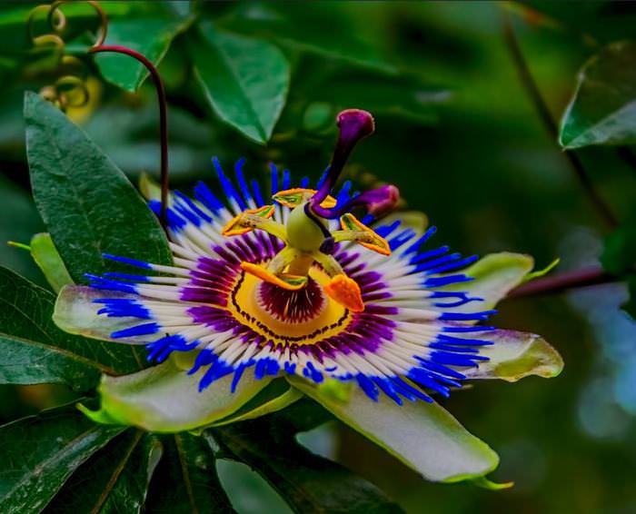 Multi-Colored Flowers