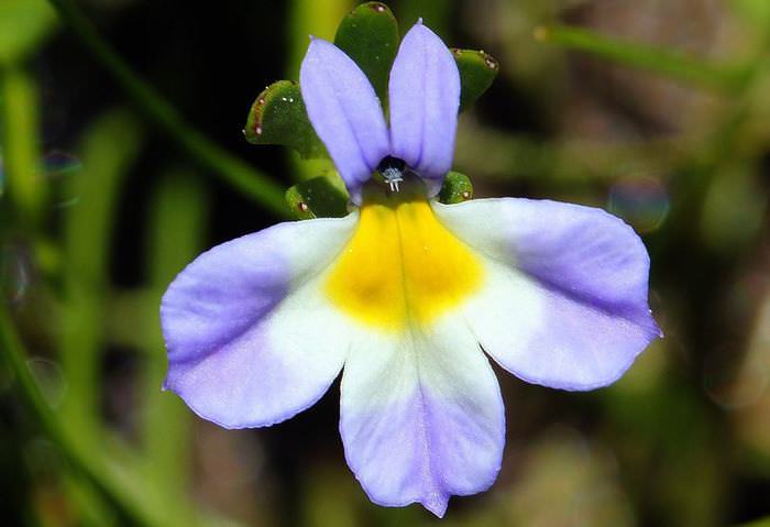 Multi-Colored Flowers