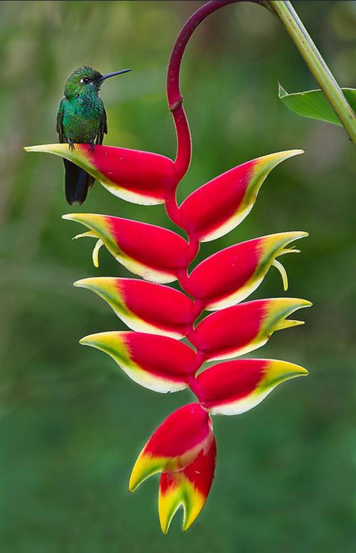 Multi-Colored Flowers