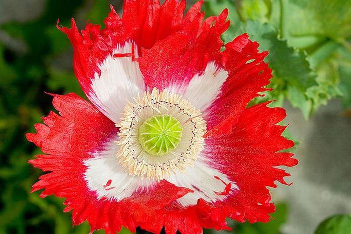 Multi-Colored Flowers