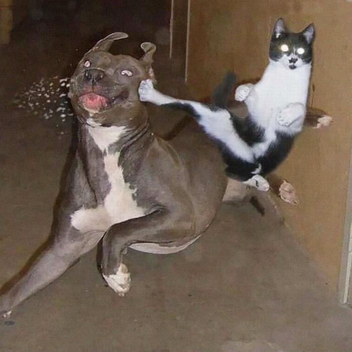 Ninja Cats