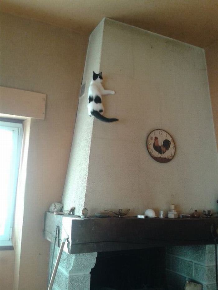 Ninja Cats