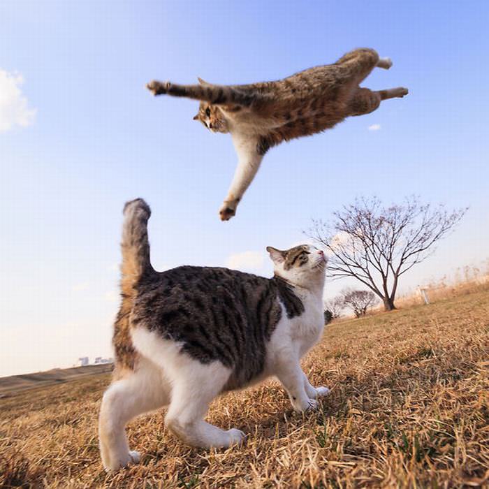 Ninja Cats