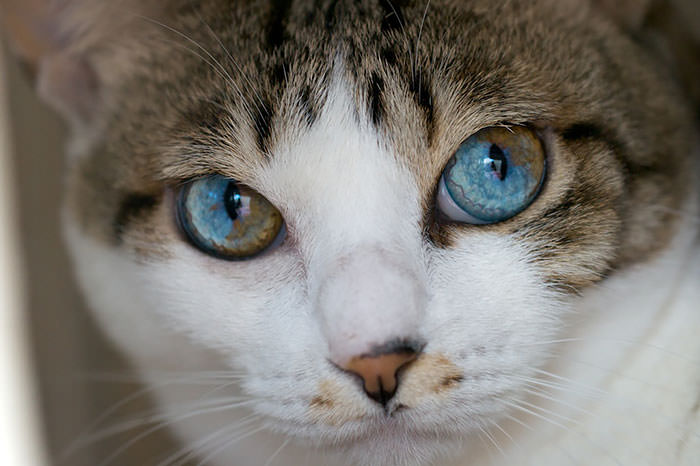 animals with multi colored eyes