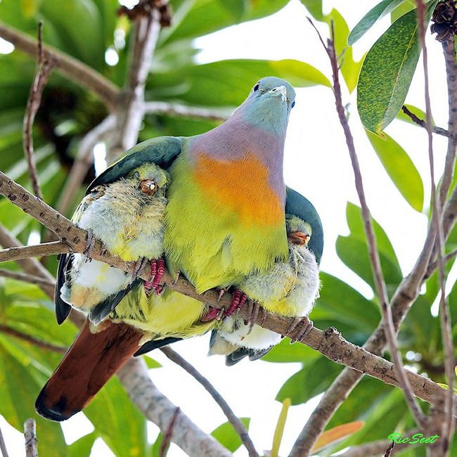 parent love