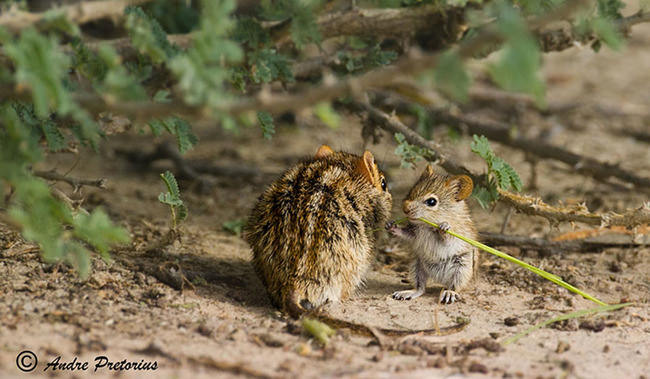 parent love