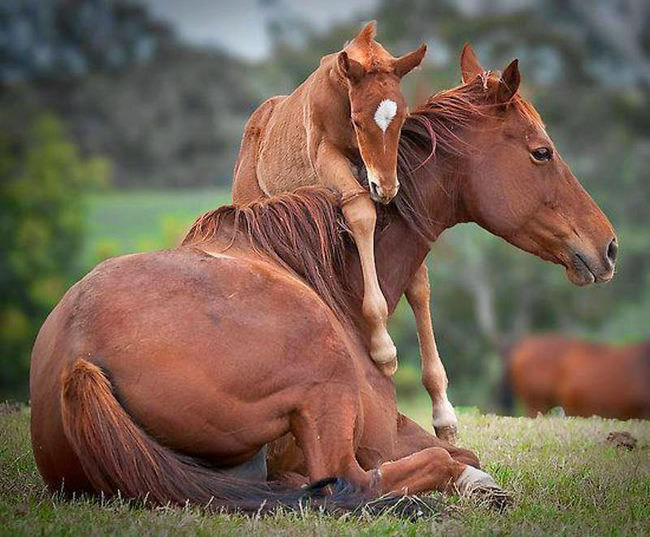 parent love