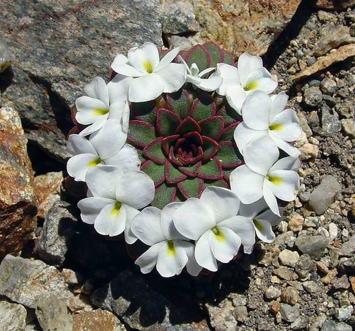 plant geometry