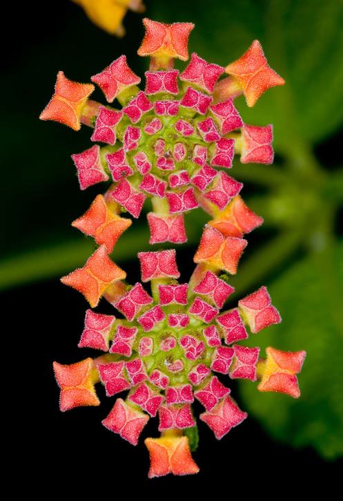 Nature creates the most beautiful geometric shapes… – YogaEsoteric