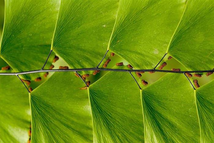 plant geometry