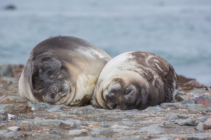 Antarctica photos