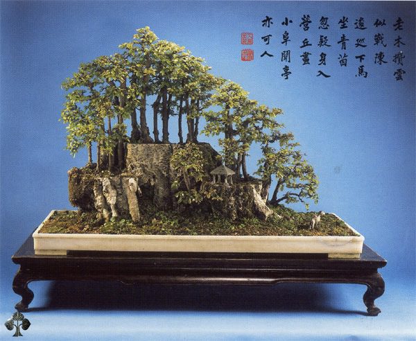 Bonsai trees