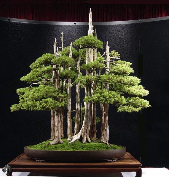 Bonsai trees