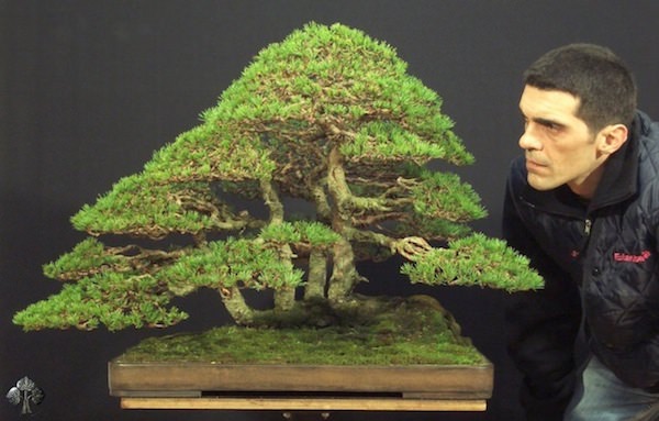 Bonsai trees