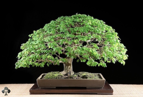 Bonsai trees