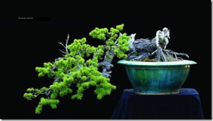 Bonsai trees