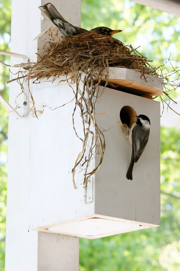 bird nests