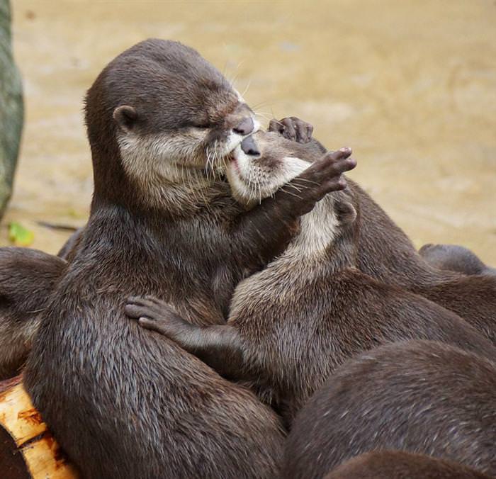 kiss of love and affection