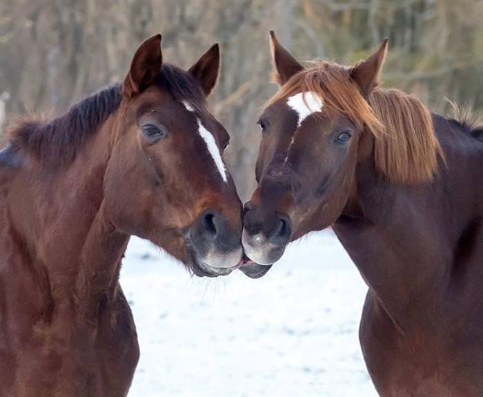 kiss of love and affection