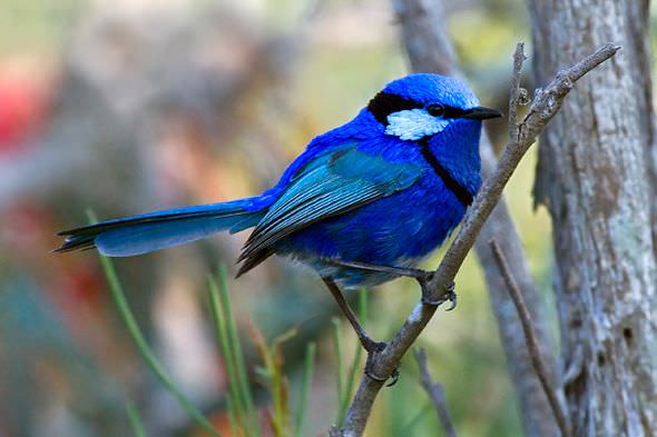 Colorful Birds