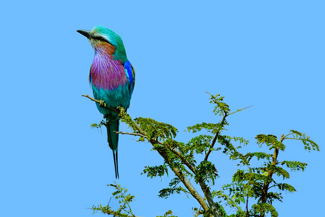 Colorful Birds