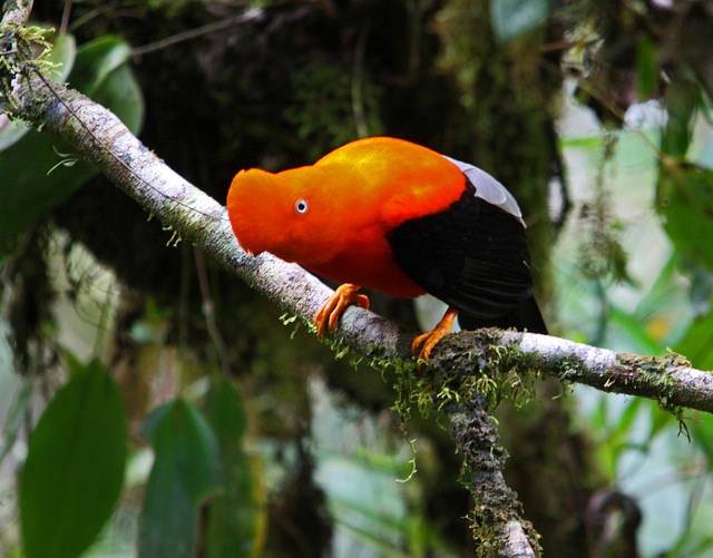 Colorful Birds