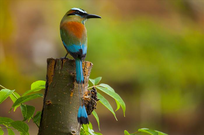 Colorful Birds