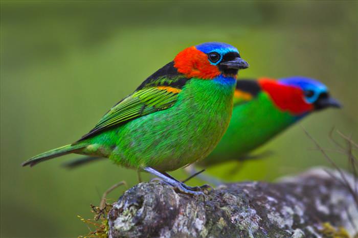 Colorful Birds