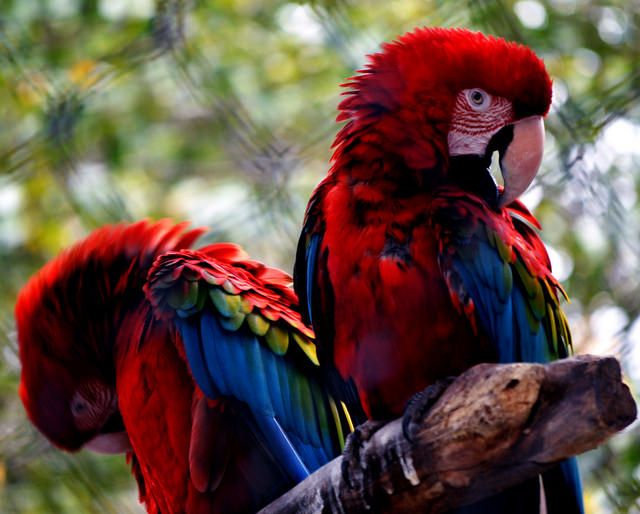 Colorful Birds