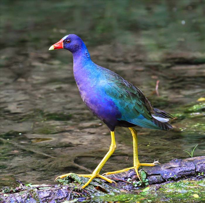 Colorful Birds