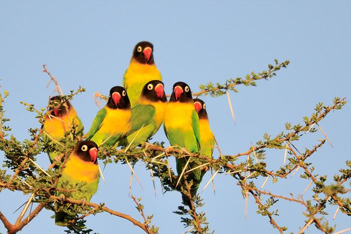 Colorful Birds