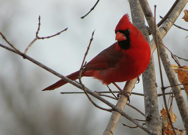 Colorful Birds