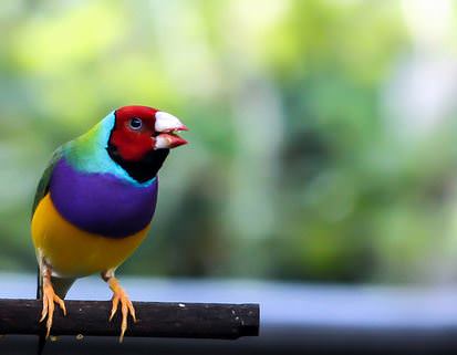 Colorful Birds