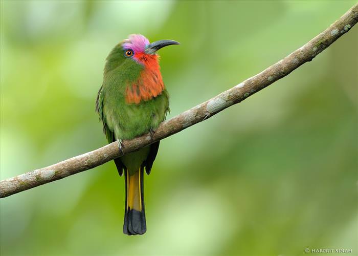 Colorful Birds