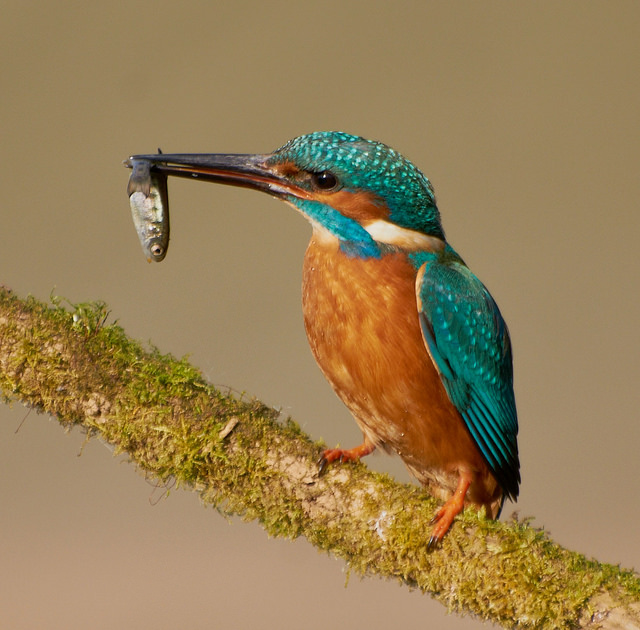 Colorful Birds