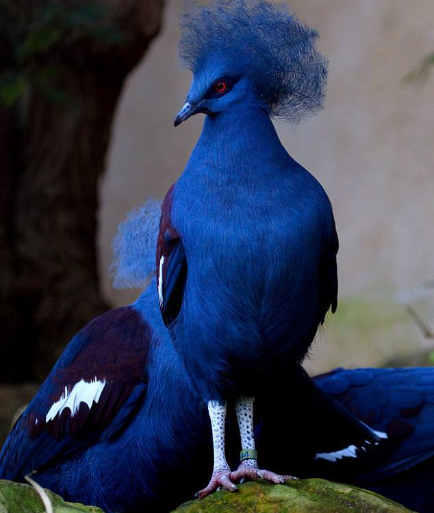 Colorful Birds