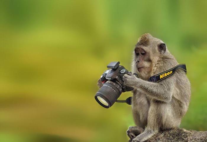 animal behind the camera à¦à¦° à¦à¦¬à¦¿à¦° à¦«à¦²à¦¾à¦«à¦²