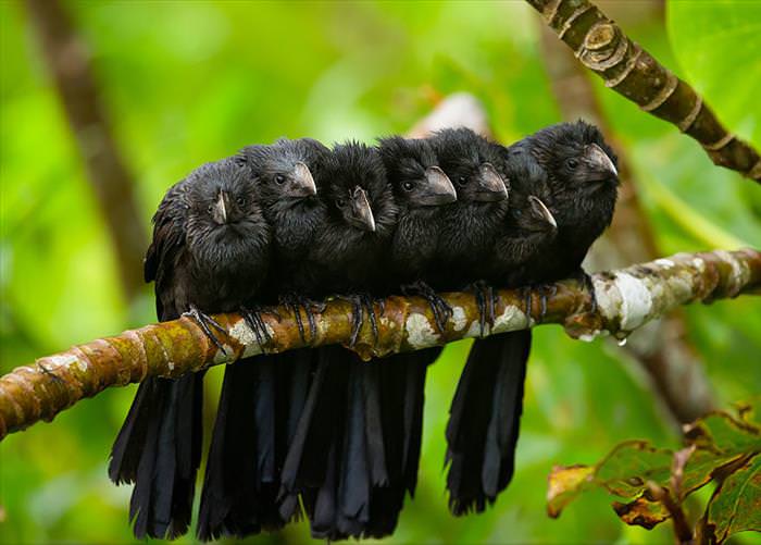 Bird huddles