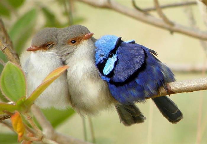 Bird huddles
