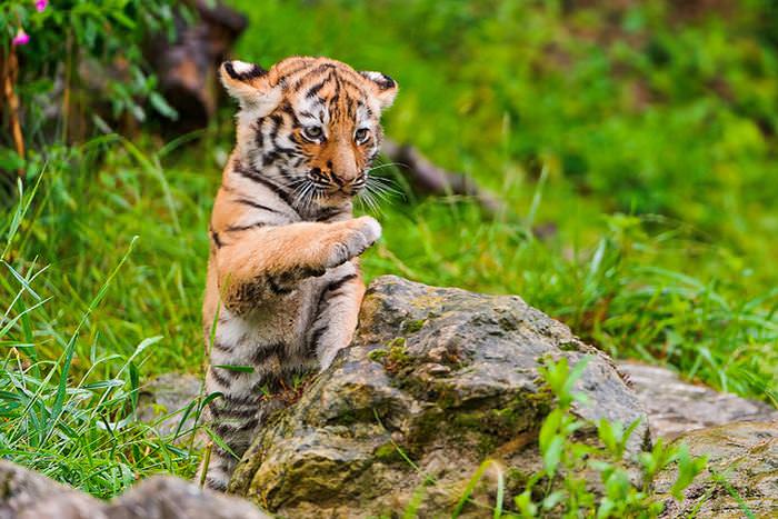 Baby Big Cats